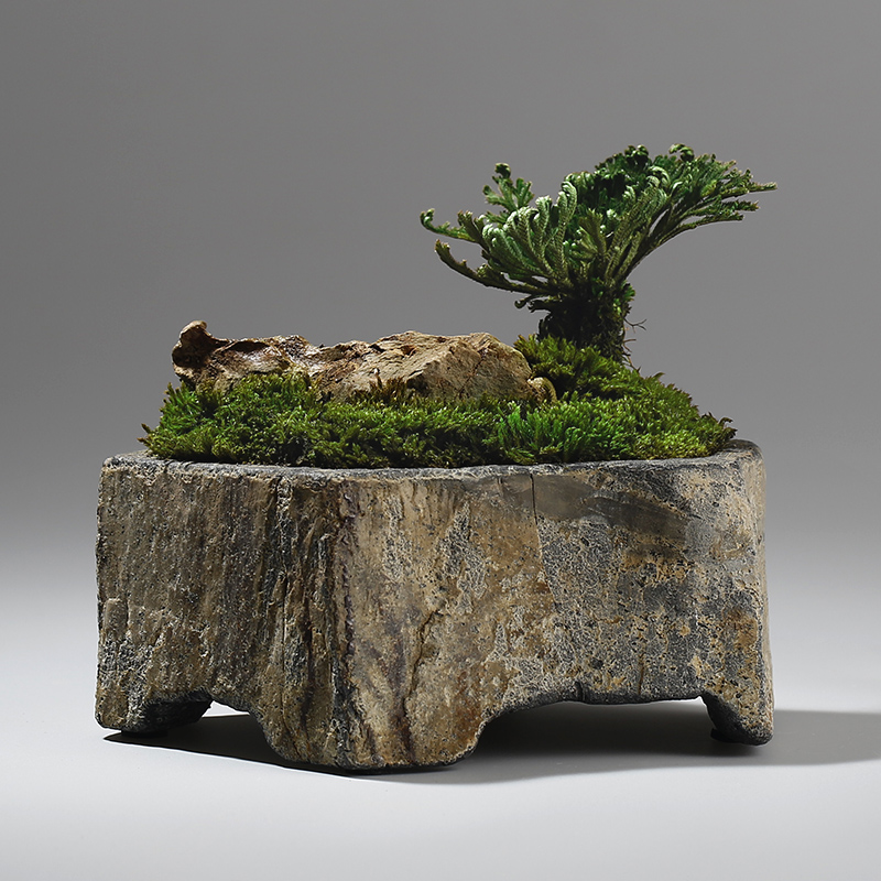 Bazan Lọ Hoa Thực Vật Mọng Nướ - đánh giá và giá Bonsai Garden Chinese Garden