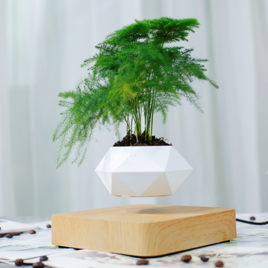 Levitating Air Bonsai Pot, Rot - đánh giá và giá Bonsai Garden Chinese Garden